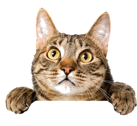 Gato