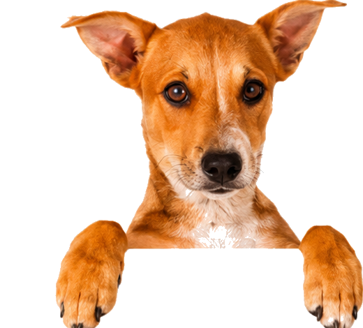 Perro