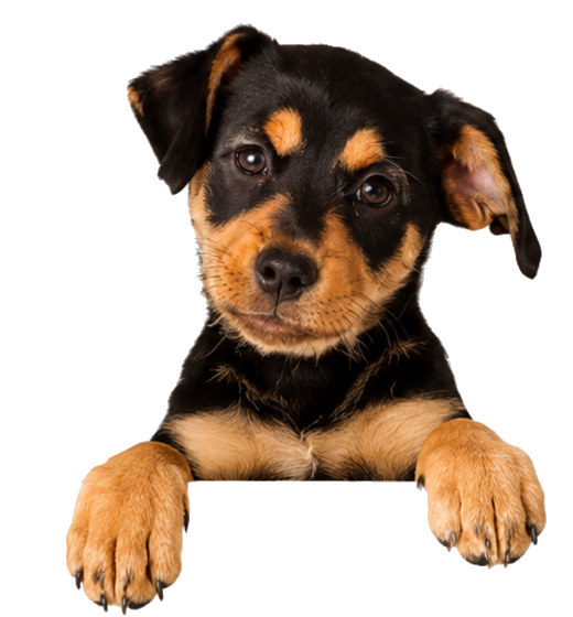 Perro