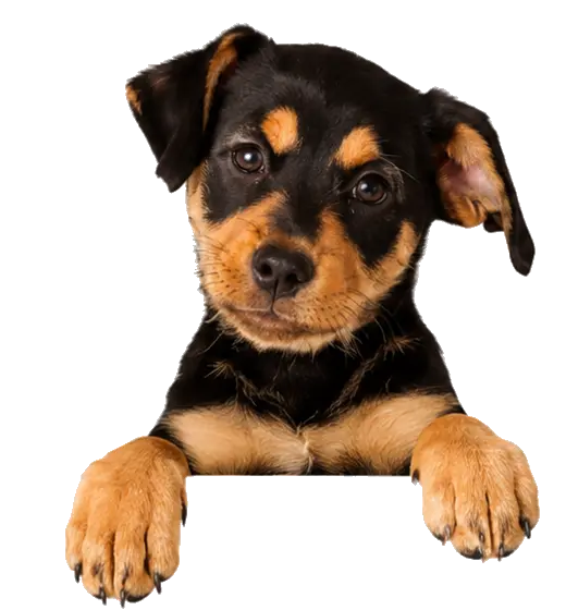 Perro